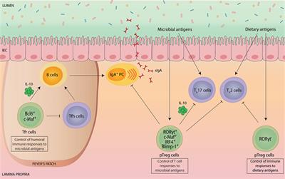 The Many Functions of Foxp3+ Regulatory T Cells in the Intestine